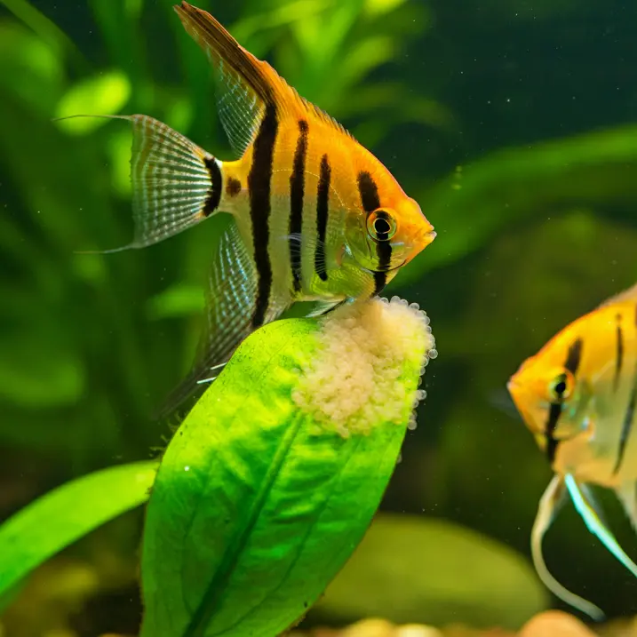 Angelfish Eggs