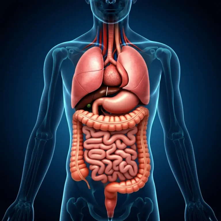 Digestion food